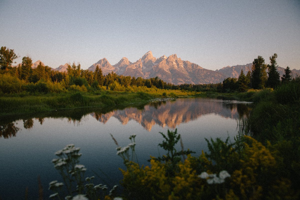 inthemeadow's tweet image. a grand morning