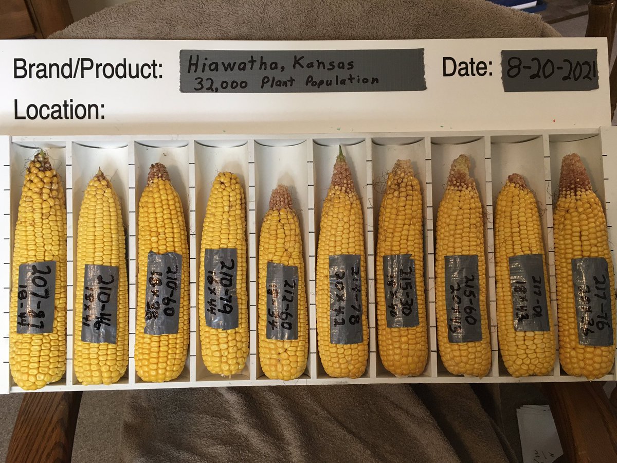 <a href="/meyer_seed/">Meyer Seed</a> plot planted May 14 @ 32,000 <a href="/Bayer4CropsUS/">Bayer U.S. 🇺🇸 | Crop Science</a> <a href="/ChannelSeed/">Channel Seed</a> <a href="/Channel_Kansas/">Channel Kansas</a>