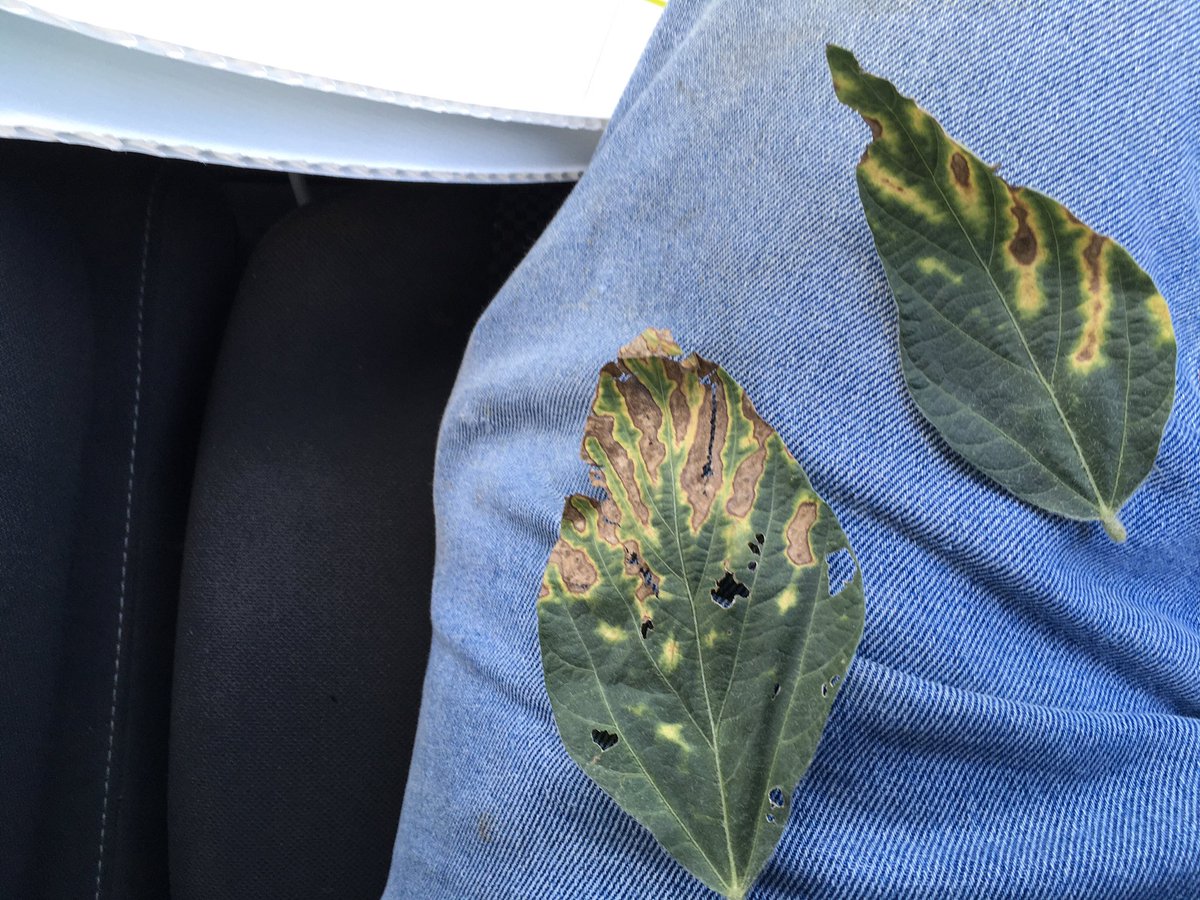 <a href="/meyer_seed/">Meyer Seed</a> doing field checkups this saw some SDS today at field perimeters, still good yield potential, be on the lookout