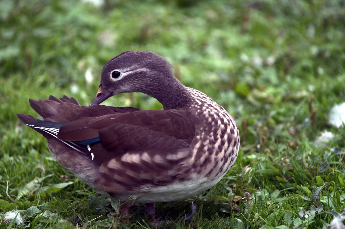 Visited Martin Mere for the first time today. 
More ducks than you can imagine 🙃

#birdphotography #birds #martinmere #ducks #wildlife #wildlifephotography #sony