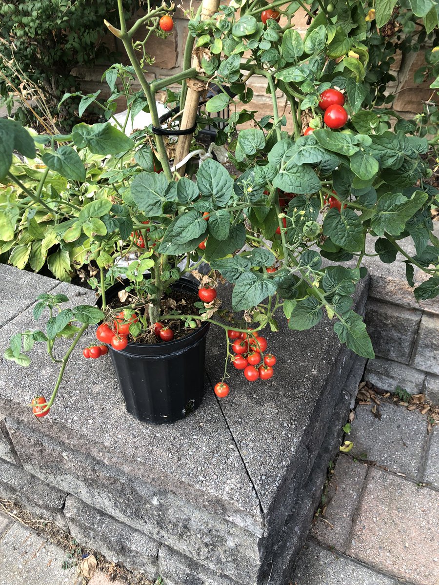 LindaFlynn098's tweet photo. When you think you ordered a basket of cherry 🍒 from 
@Bistro_67 and you get this instead.  Yum!   Thanks @Tiala_DC for the plant.  😁😂 https://t.co/S0xyAGurRe