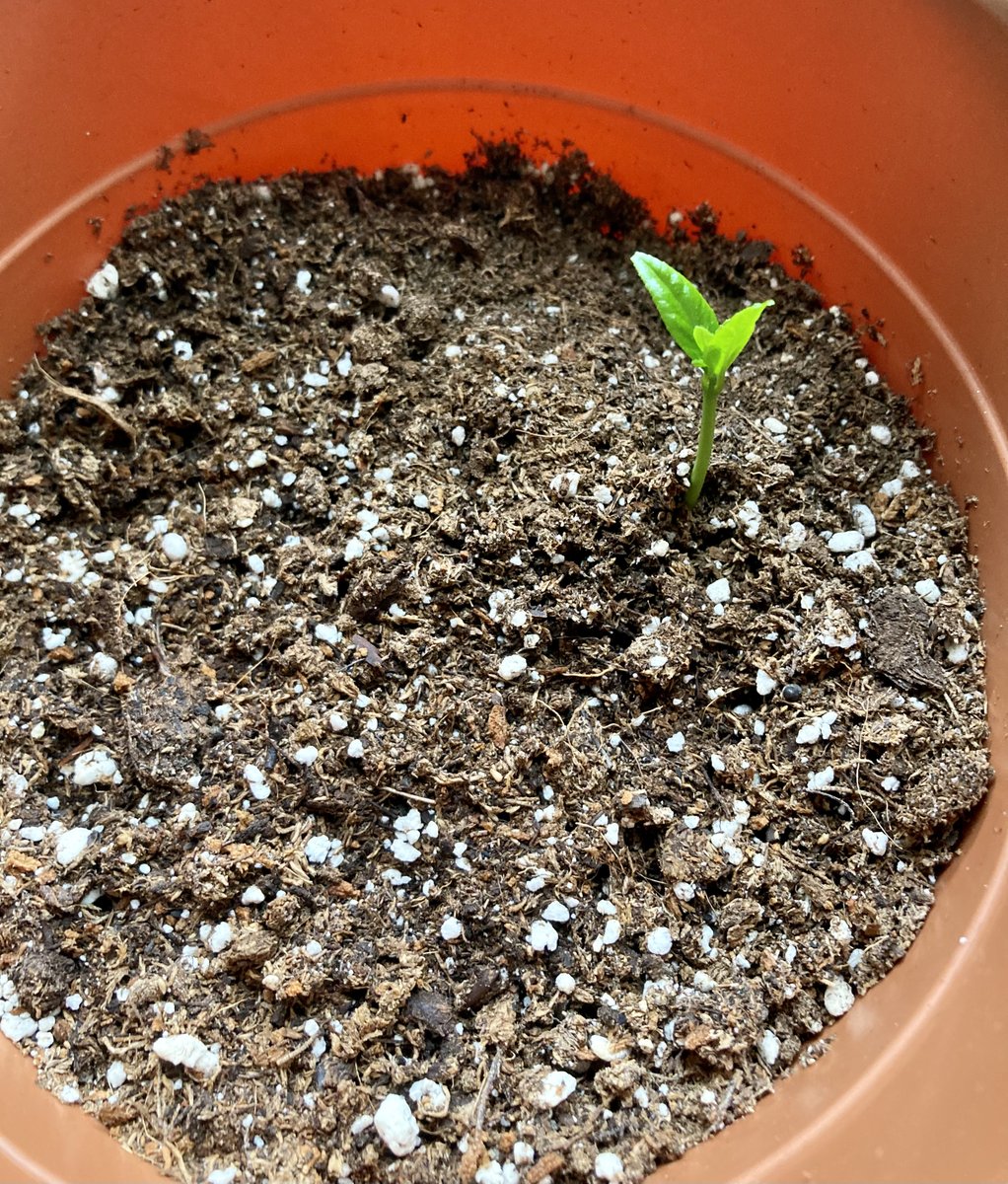 Lemon seed sprouted #lemon #seed
