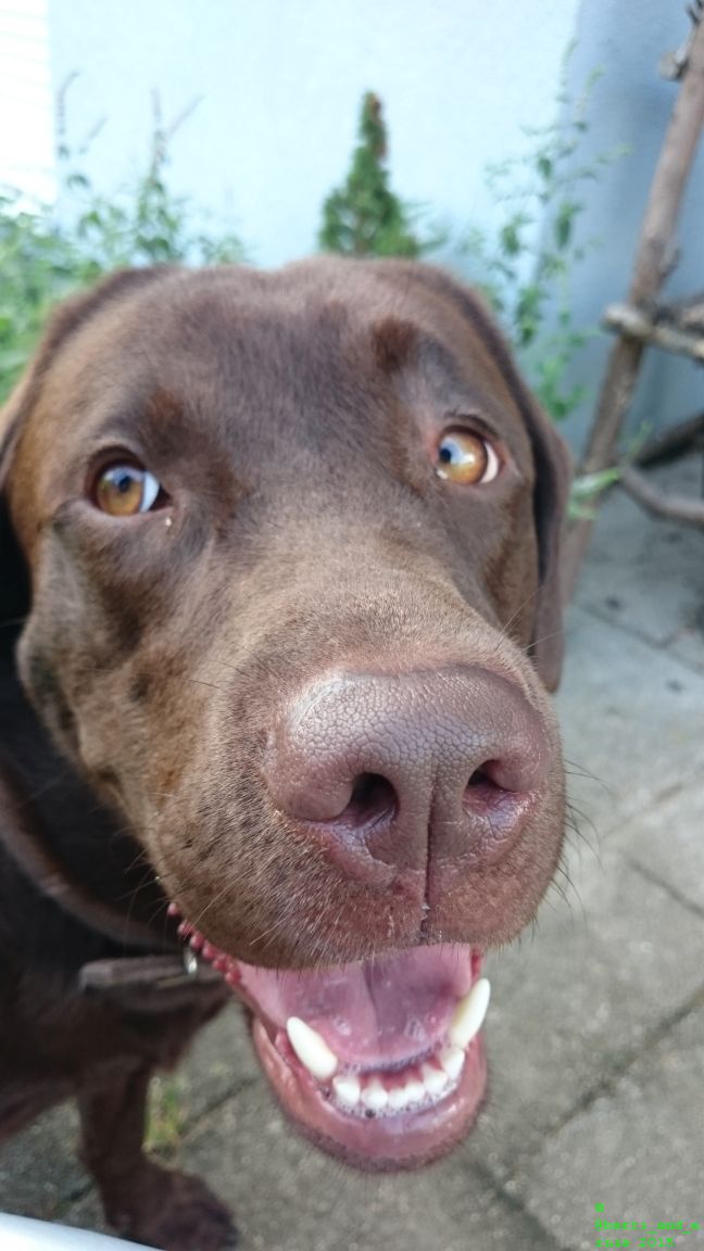 Let me share this smile with you! I hope it cheers you up!

#dog #dogs