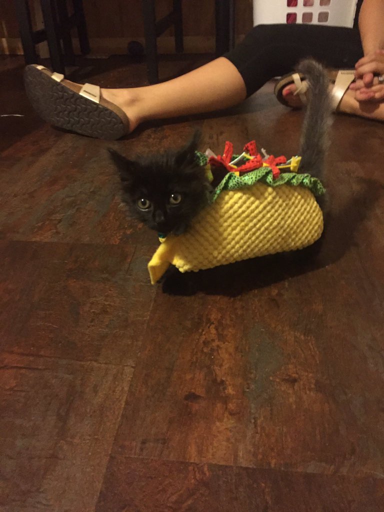 🌮🐈‍⬛