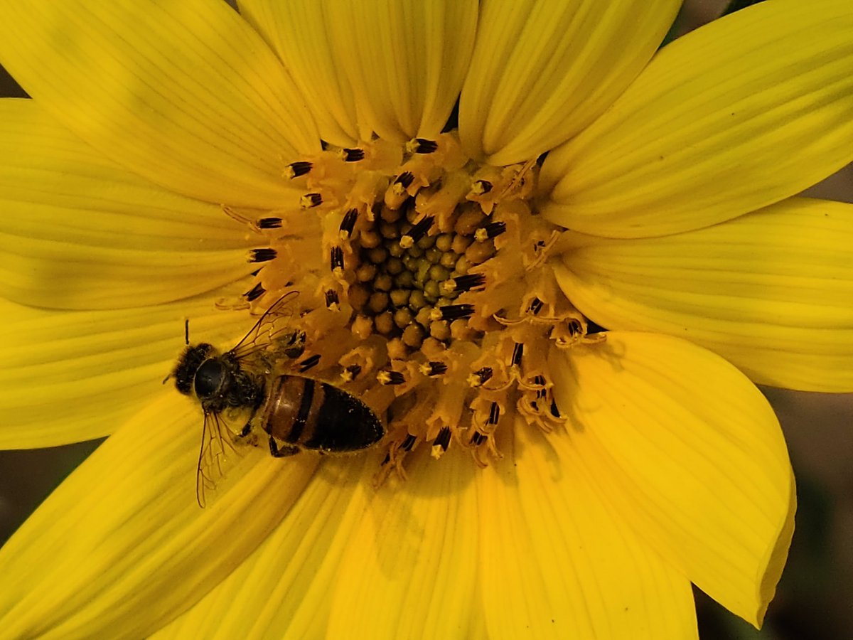 EmWilsonMartin's tweet image. The bees love our @cheerios sunflowers…such a great initiative! #bringbackthebees #cheerios #bees