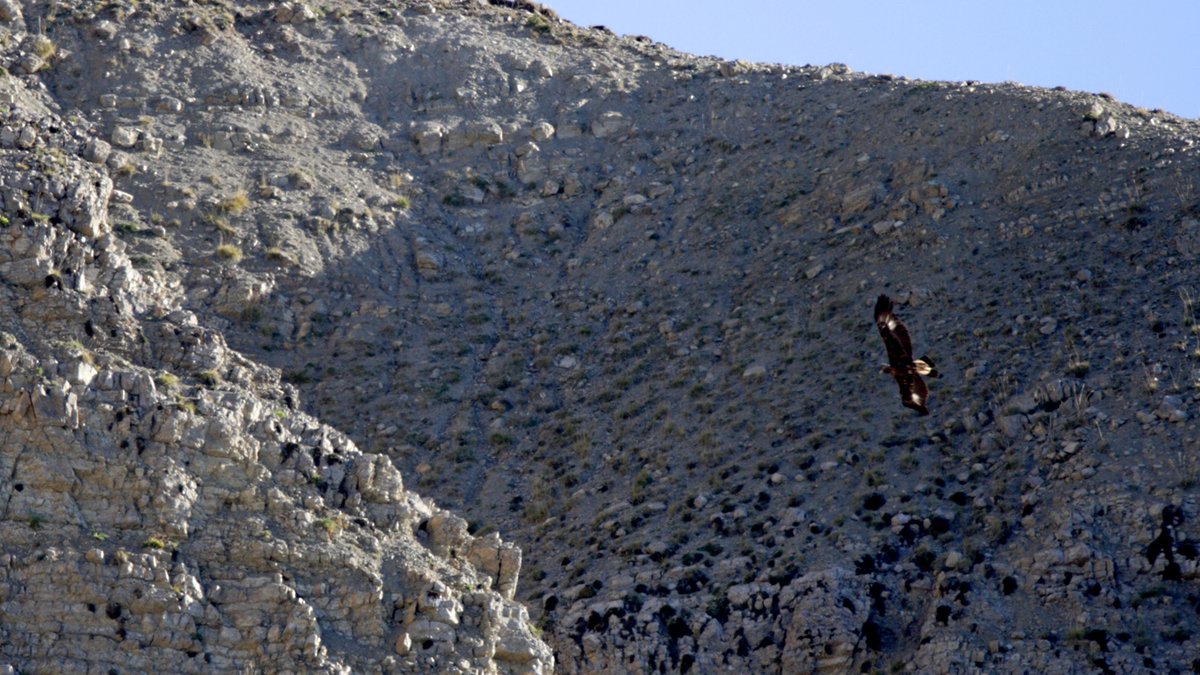 AlainLeteve's tweet photo. ...où l'aigle juvénile trouve les thermiques...
...where the juvenile eagle finds the hot winds...
#photooftheday #naturephotography #wildlifephotography #naturephotographer #wildernessphotography #aigleroyal #goldeneagle
#nature #thingsoutside #montagne #mountain #lesmonges https://t.co/WhajGUmFJv