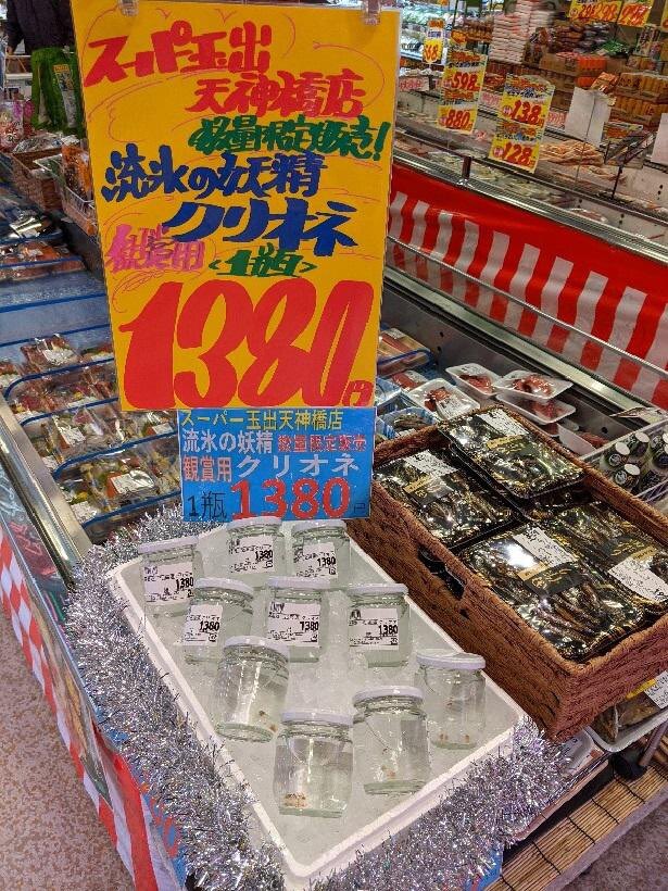 噛み砕いた音と同時に苦みが広がり 脳が厳戒態勢に 日本には クリオネの食レポ を展示しているやべぇ水族館がある Togetter 噛み砕いた音と同時に苦みが広がり 脳が厳戒態勢に 日本には クリオネの食レポ を展示しているやべぇ水族館がある Togetter