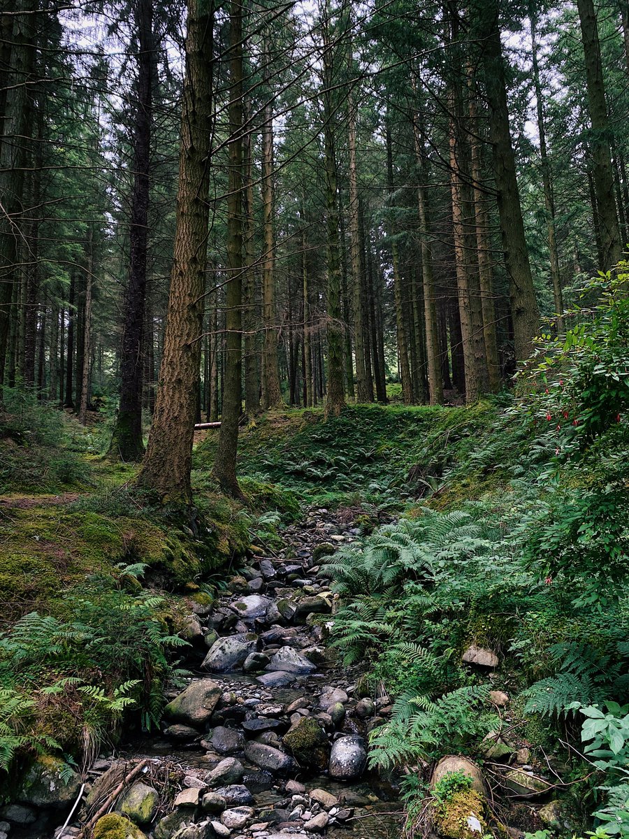 Forest near Loch Lubnaig 