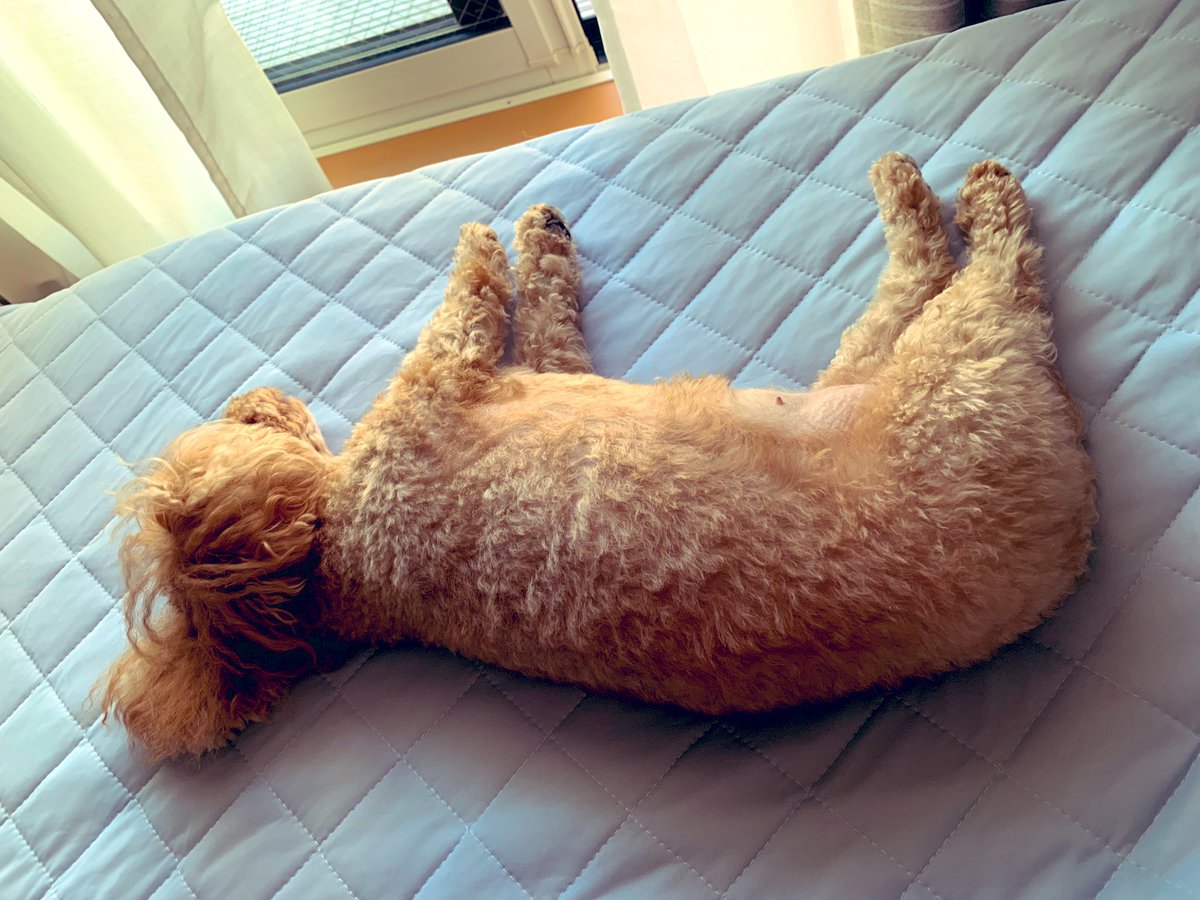 トイプードルななの幸せな毎日 V Twitter 毎日 ダラダラしたい トイプードル ダイエット中 わがままボディ ゴロゴロ