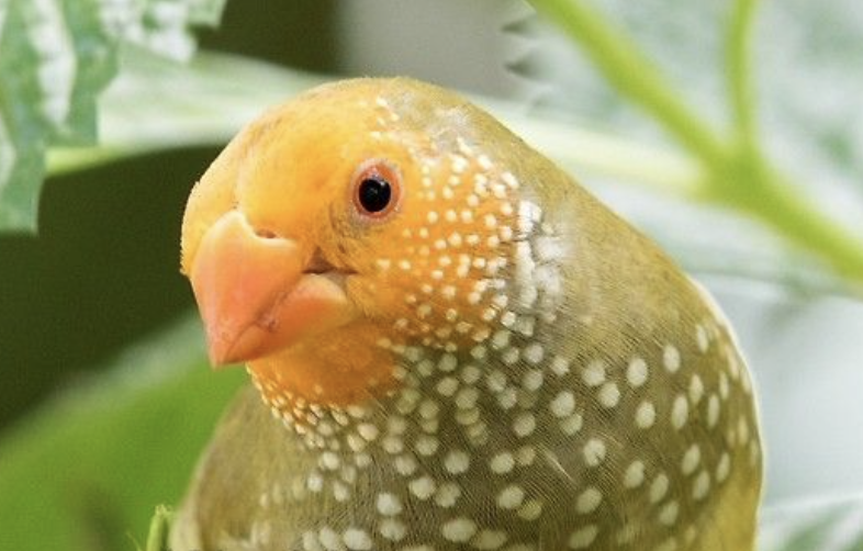 TheFinchFarms's tweet photo. Stunning Yellow Face Star Finches For Sale! - https://t.co/Q7luesTKUZ https://t.co/xLsOyd9XUH