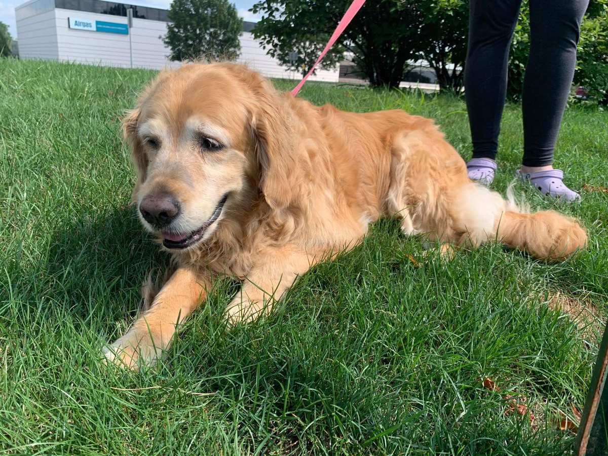 RenaeIRL's tweet image. We said goodbye to Zoey today. It turns out she had a common, but aggressive, blood vessel cancer. Sharing feels like part of the grieving process for me, and she was such a big part of our online presence. It feels impossibly hard rn, but I'm so happy to have had her in my life.