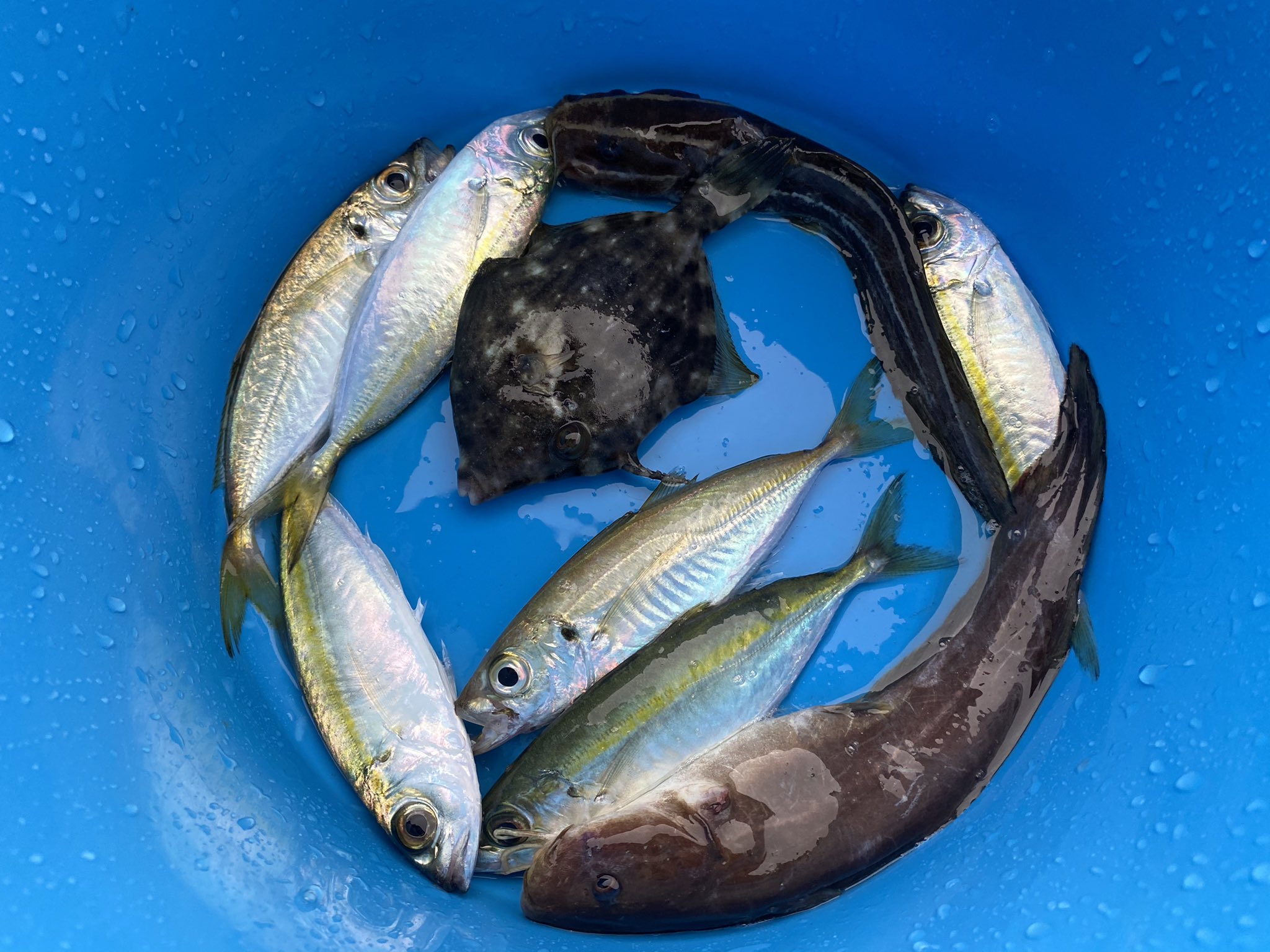 和じあん キャンパー兼釣り人 御前崎で雨釣り 土砂降りになったので途中退場 まあまあの釣果でした 雨釣りの唯一のメリットはいつもは人気で確保できない良い場所を確保できること 泳がせのアジ食い逃げされたのは悔しかった ことろでこのカワハギは 和じあん キャンパー兼釣り人 御前崎で雨釣り 土砂降りになったので途中退場 まあまあの釣果でした 雨釣りの唯一のメリットはいつもは人気で確保できない良い場所を確保できること 泳がせのアジ食い逃げされたのは悔しかった ことろでこのカワハギは