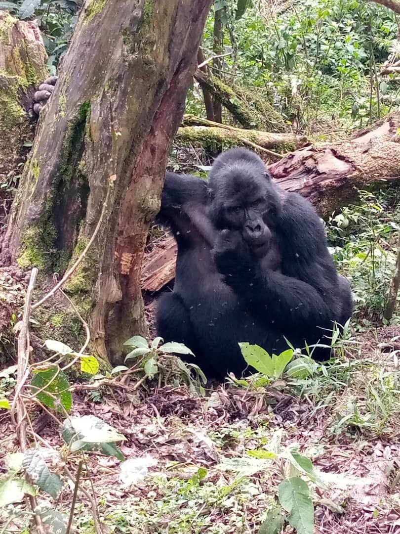 gorillaexpedit1's tweet photo. Inside story of  Africa ,which is one is better for gorilla trekking :volcanoes national park Rwanda Vs Mgahinga national park for gorillas? Both parks have thier pros and cons to get all these details visit https://t.co/r8uVuqm56D https://t.co/GWkP3R3pQk