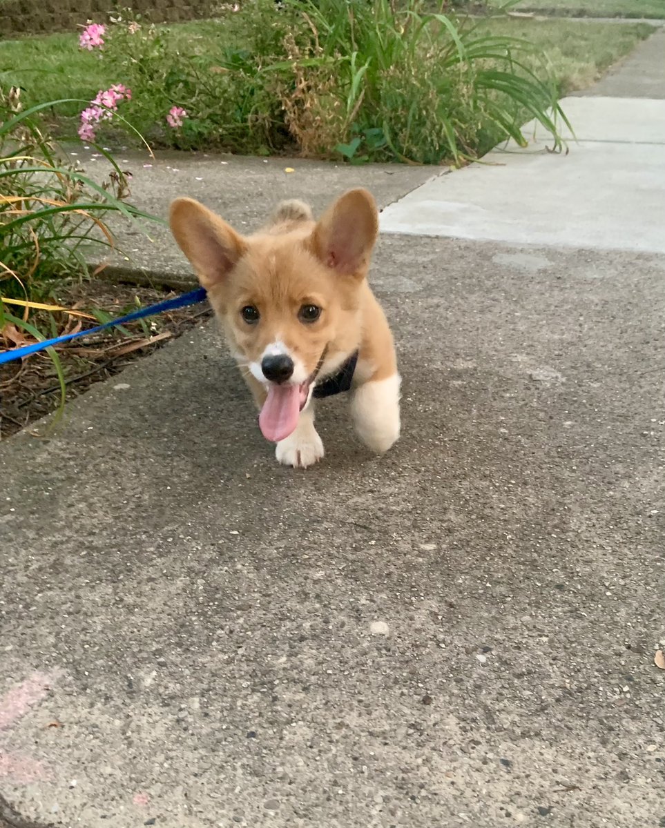 maggiekuchs's tweet photo. Making my Twitter comeback to share these photos from coopers first walk bc how could I not https://t.co/uOAR2UVIJu