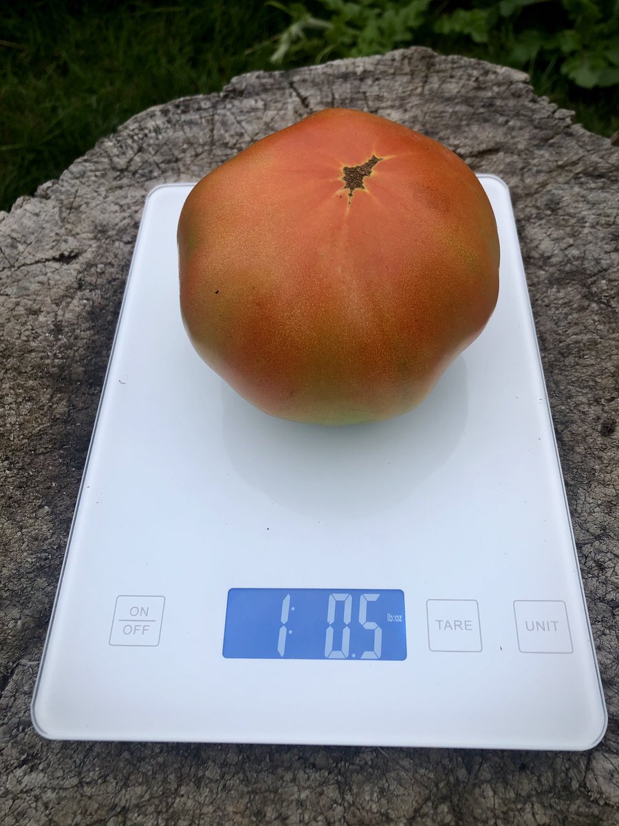 thetrick113_tim's tweet photo. Super Sonic 🍅 #NoSplits #NoBlossomEndRot #NoDisease #HugeProducer https://t.co/ieUimdlXGL