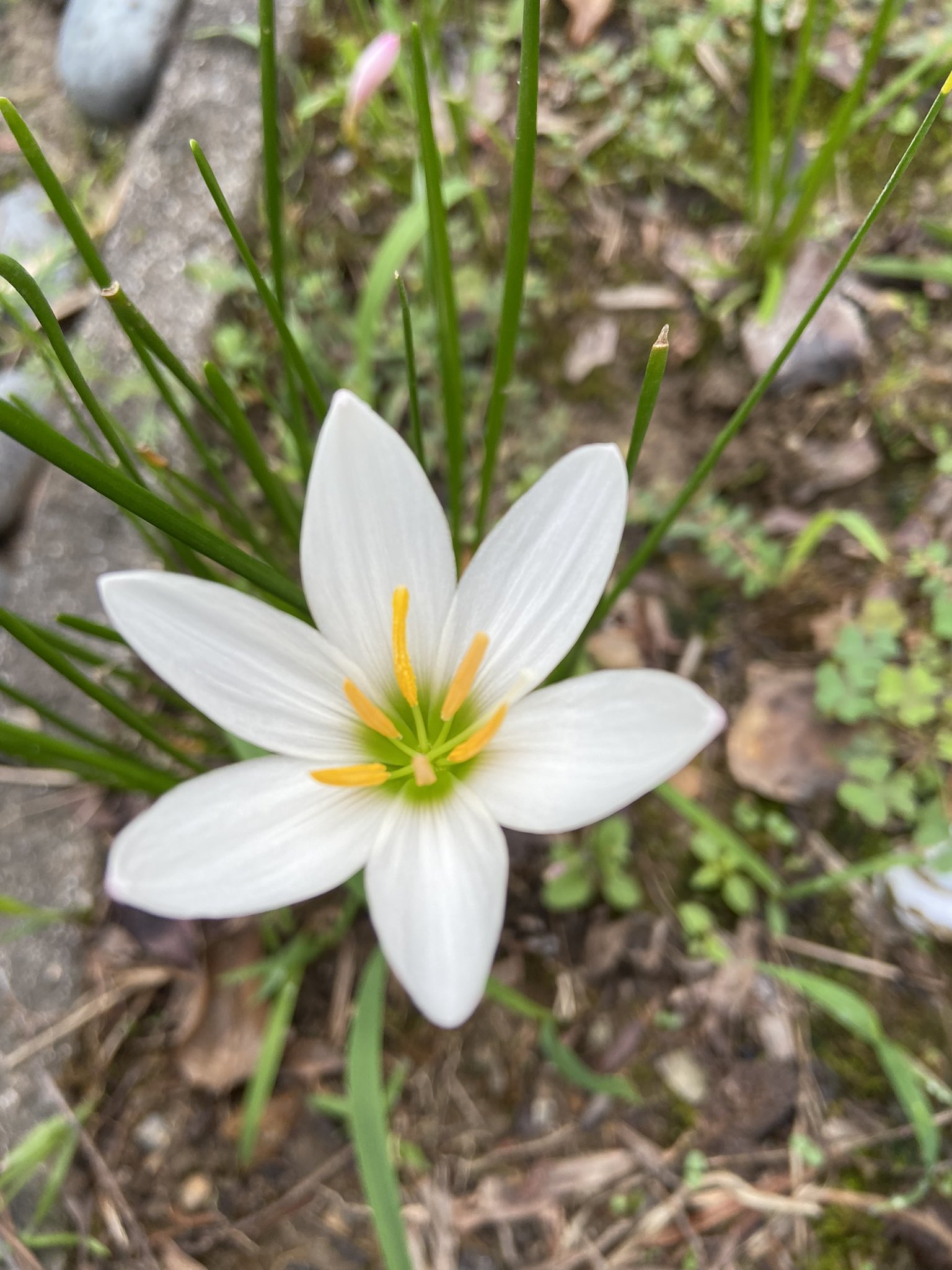 Iris おはようございます 雨上がりの曇り空 姿を見せてくれた小さな白いお花 タマスダレ ゼフィランス 花言葉に 汚れなき愛 便りがある 白い清らかな花姿にほっこりです さぁ 今日も元気に参りましょう いつも優しい繋がりに感謝