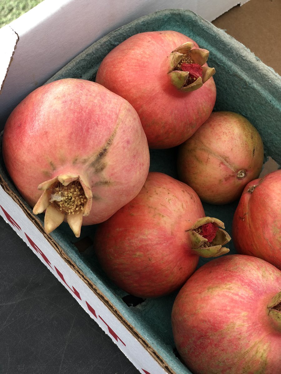Rosh Hashanah to-go from <a href="/AkashaCC/">AKASHA</a> is now available for pre-order at exploretock.com/akasha - looks like local pomegranates will be available for the Chicken Tagine!