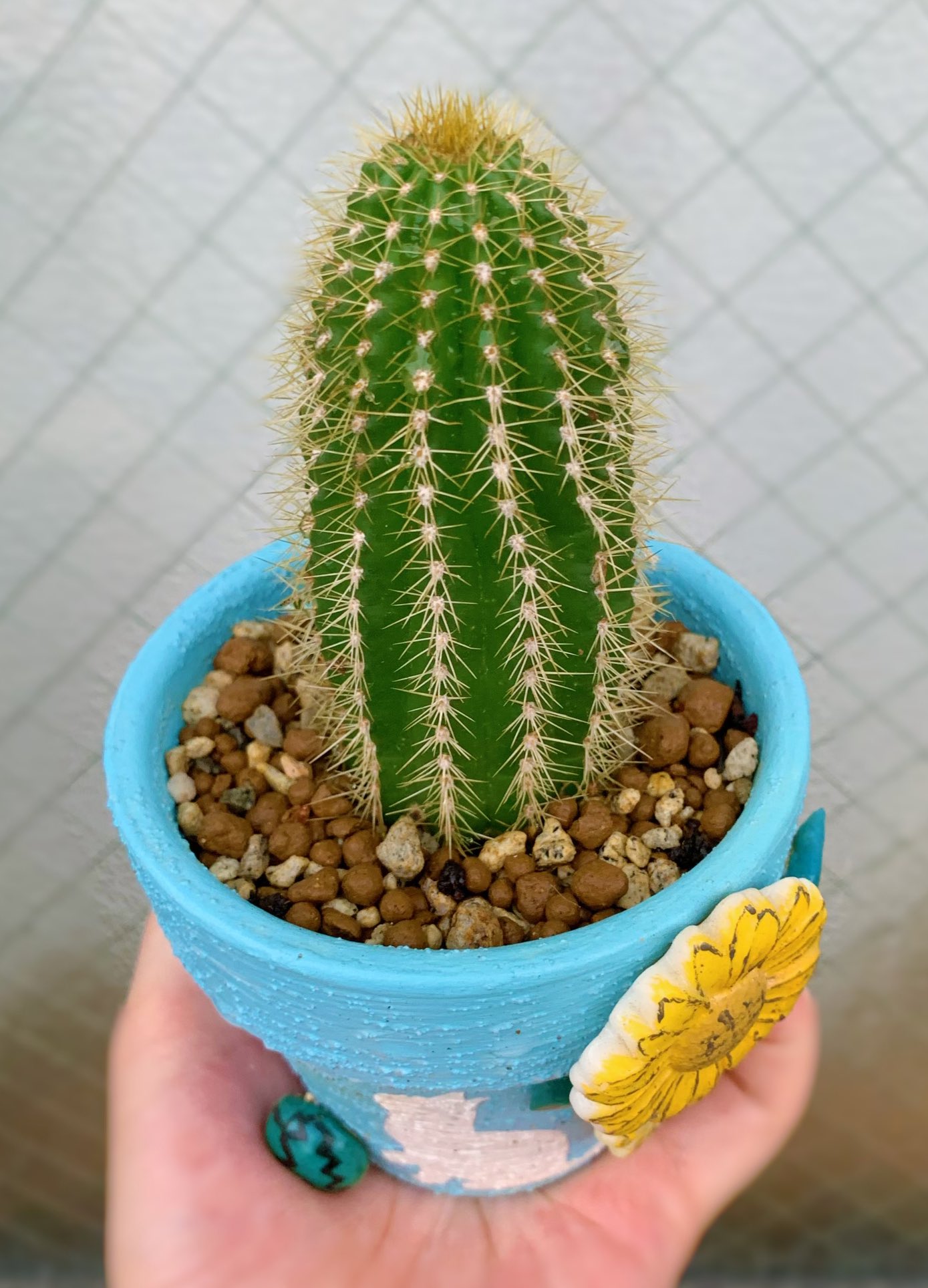 サボテン好きな人と繋がりたい Twitter Search Twitter