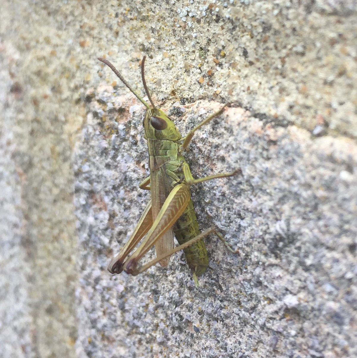 SamanthaSmit29's tweet photo. Wow what colourful #grasshoppers in our garden today 👏never seen a #pinkgrasshopper before!! #Photohour #StormHour #mentalhealth #anxietyrelief #wildlife #MentalHealthMatters
#NaturePhotography #365DaysWild #MentalHealthAwareness #outdoors #EveryoneNeedsNature #summer https://t.co/1OhOHvKeYI