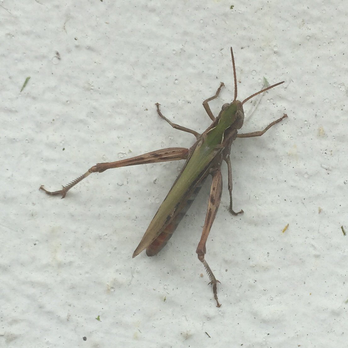 SamanthaSmit29's tweet photo. Wow what colourful #grasshoppers in our garden today 👏never seen a #pinkgrasshopper before!! #Photohour #StormHour #mentalhealth #anxietyrelief #wildlife #MentalHealthMatters
#NaturePhotography #365DaysWild #MentalHealthAwareness #outdoors #EveryoneNeedsNature #summer https://t.co/1OhOHvKeYI