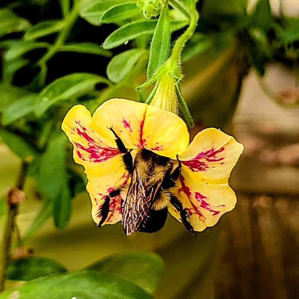 mwiz's tweet image. Backyard pollinator🐝