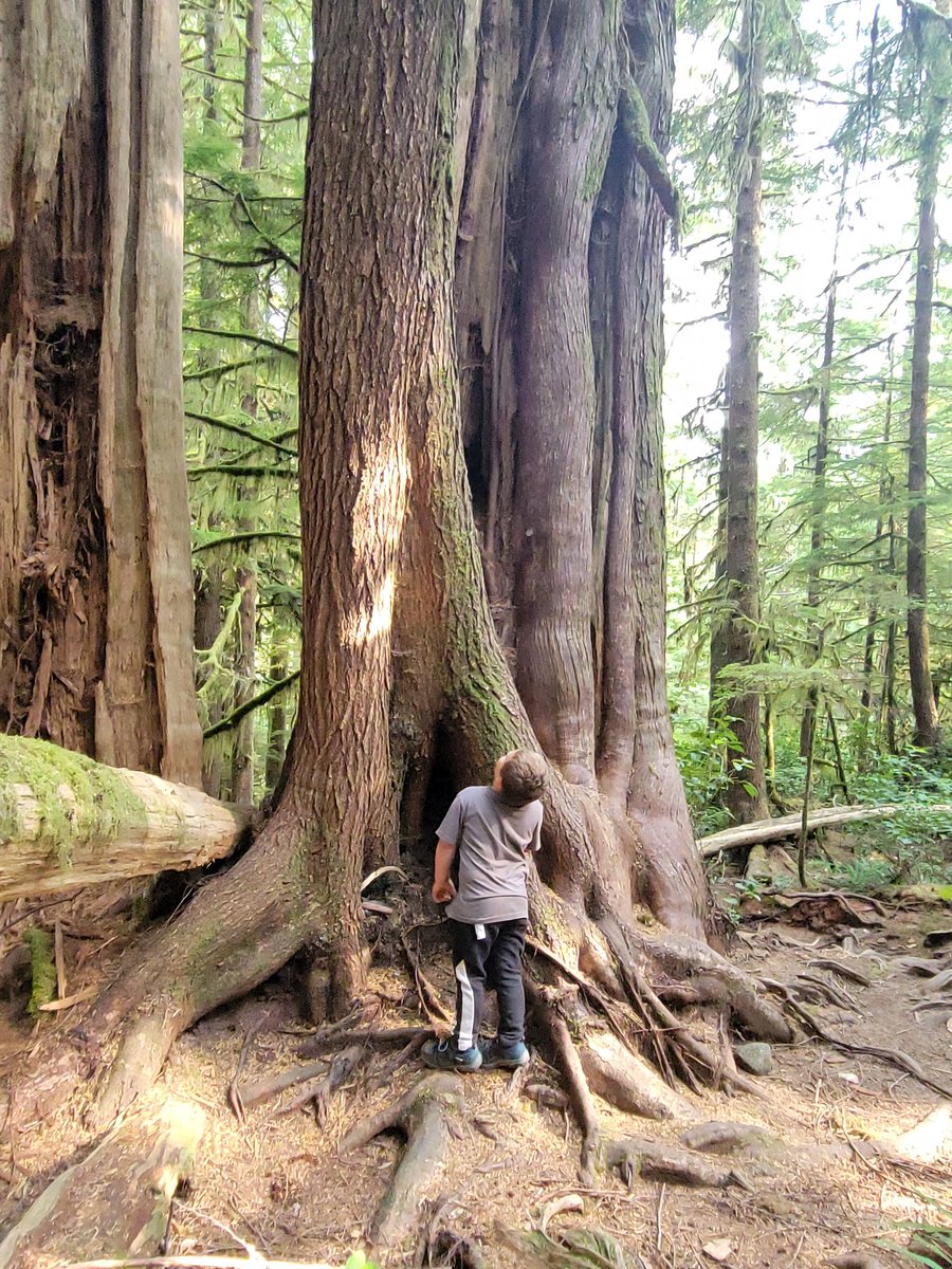 trinal1992's tweet photo. @jjhorgan We went on a family trip up Island a couple weekends ago. This is my husband, our Son, he is 5 and my daughter she is 3. I would really love to share that trip with you. Hopefully you see our story. @theJagmeetSingh @GretaThunberg @SaveFairyCreek https://t.co/c3jykznFLS