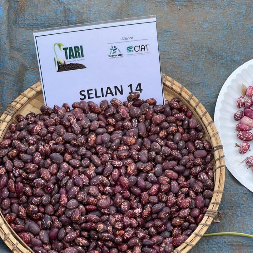 Rieta Seed Tanzania tweet media