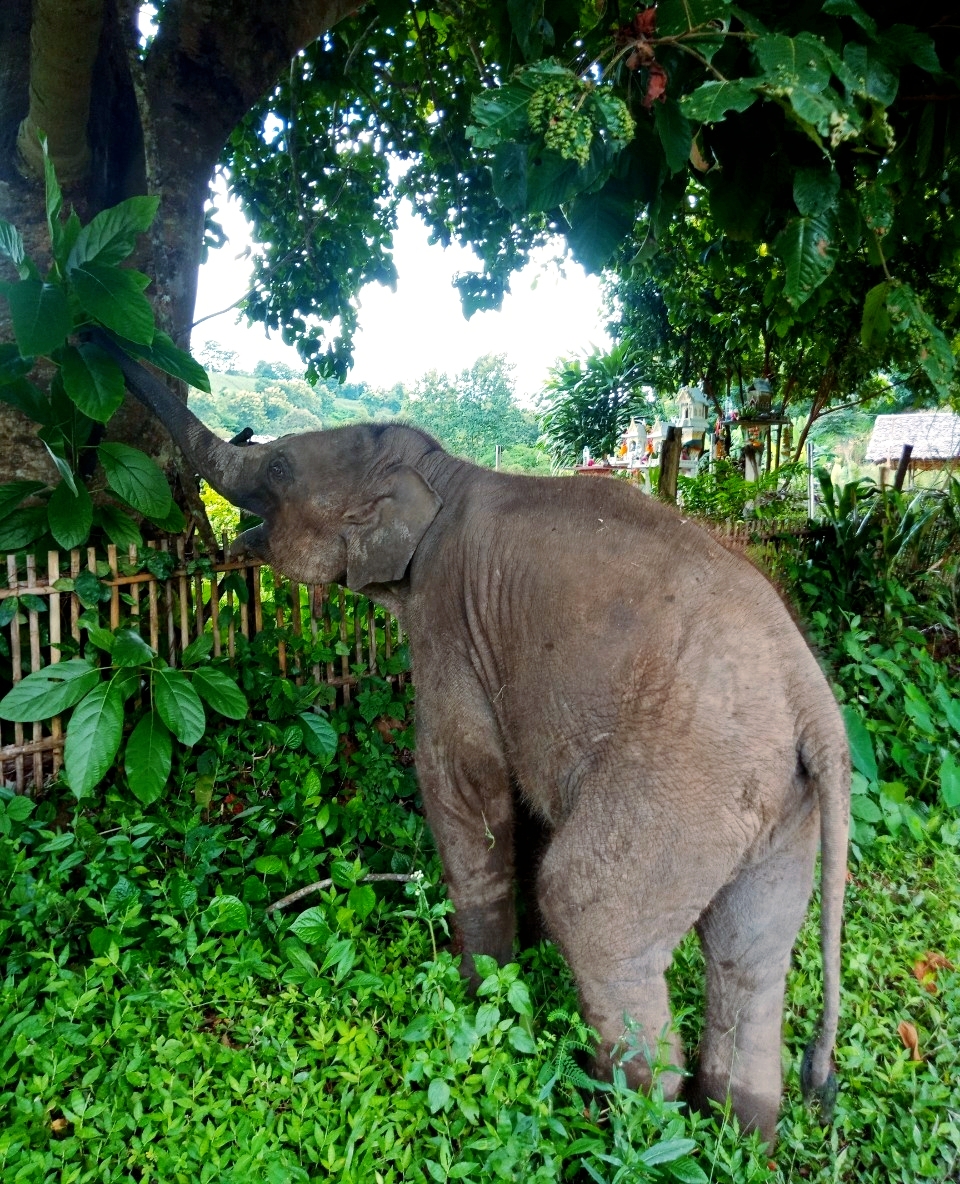 Chiang Mai Elephant Home tweet media