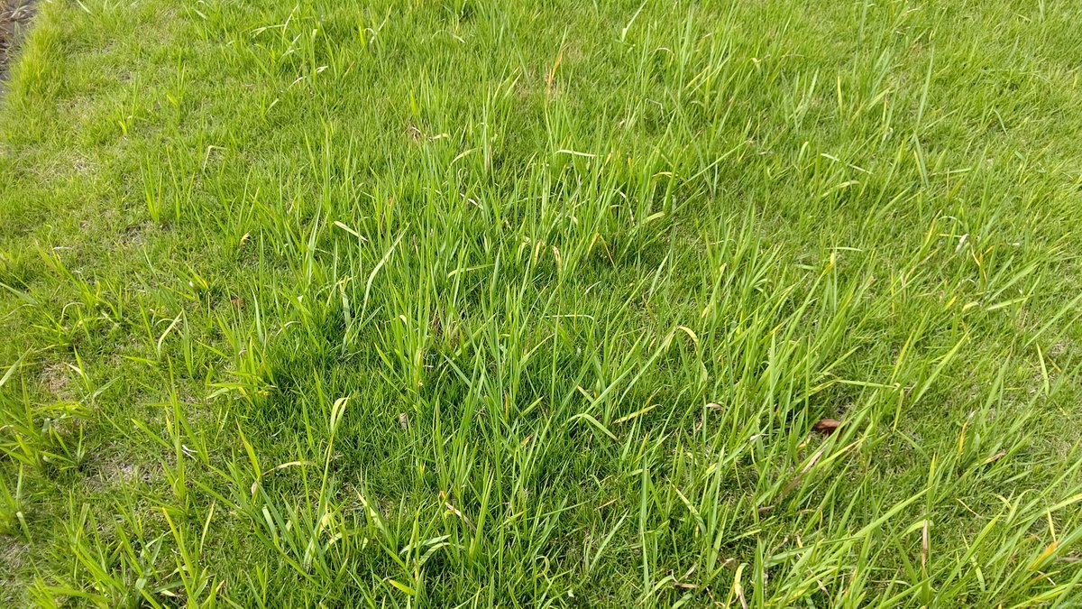 さくら造園 埼玉県加須市 教えてください 芝生の中に生えたチガヤを退治したいのですがなかなか上手くいきません シバゲン アージランは試しましたが全く効果がありません 何かいい方法を知ってる方は教えてください 植木屋 造園 芝生 芝 さくら造園 埼玉県加須市 教えてください 芝生の中に生えたチガヤを退治したいのですがなかなか上手くいきません シバゲン アージランは試しましたが全く効果がありません 何かいい方法を知ってる方は教えてください 植木屋 造園 芝生 芝
