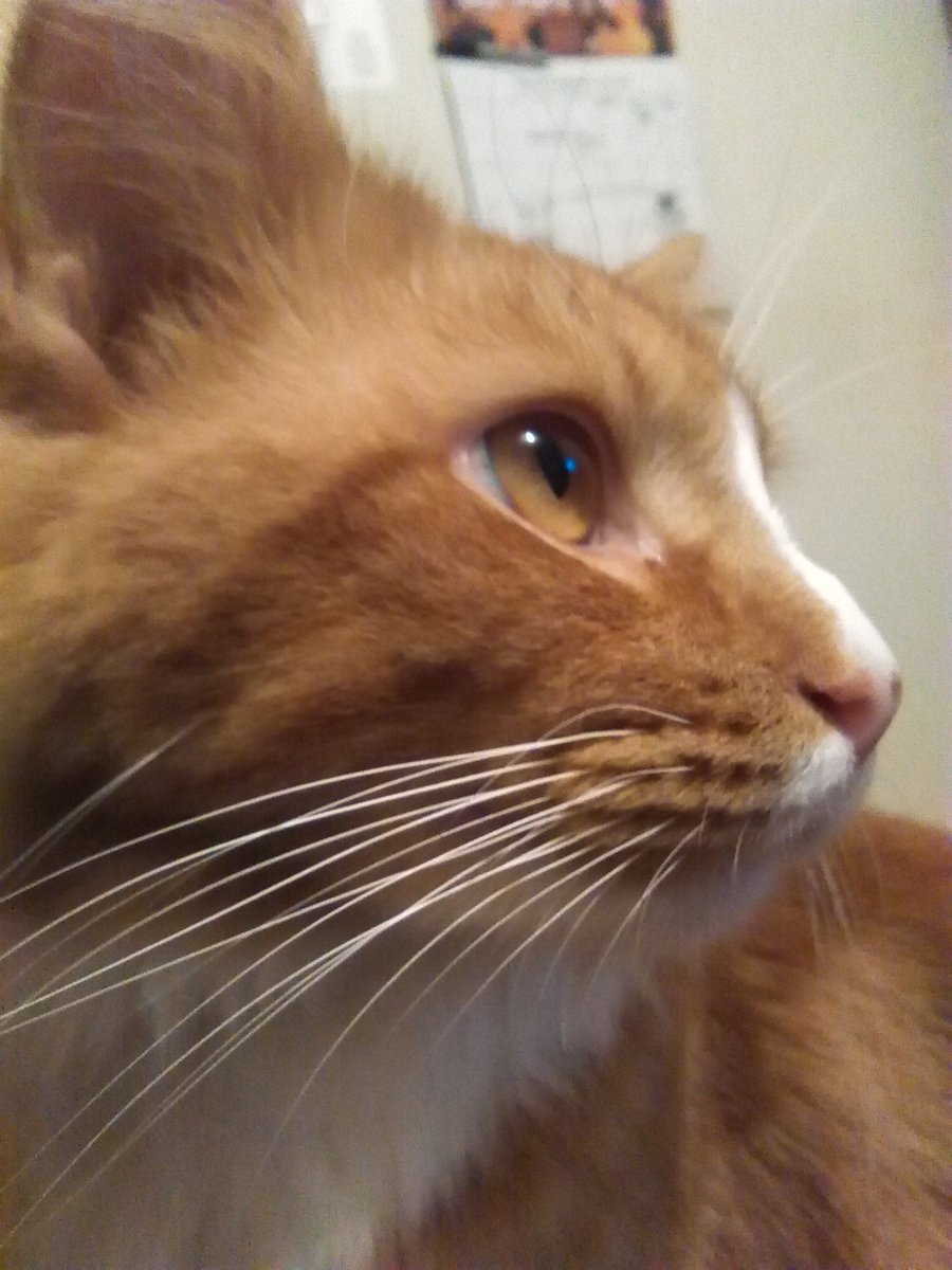 Mac The Ginger Cat 😺 tweet media