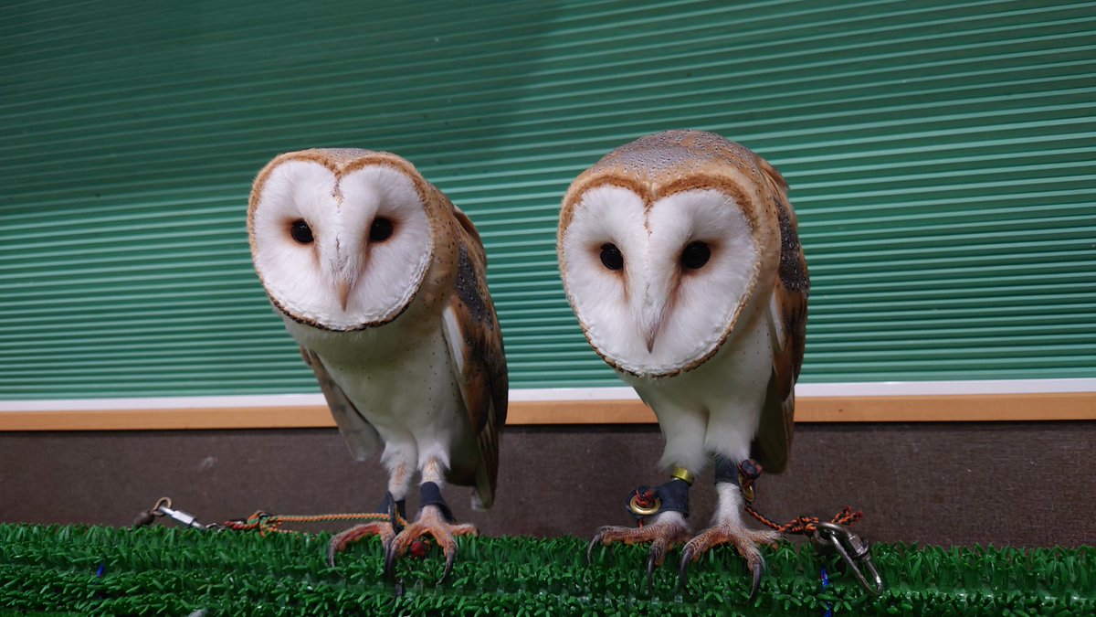 ふくろうの家 通常営業中 Ltdfukurou Twitter