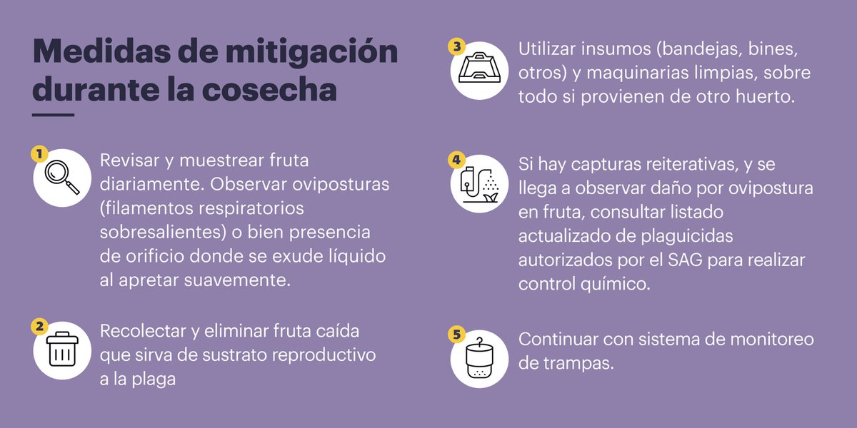 Drosu_Chile's tweet image. Ingresa a nuestro sitio web drosu.cl y podrás encontrar información actualizada y en tiempo real sobre #Drosophilasuzukii en Chile y el mundo. 
#plaga #insects #reseach #Chile #mosca