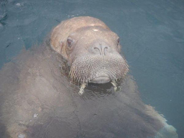 OceanicRescue's tweet photo. #WalrusWatch Some wonderful news this evening from Seal Rescue Ireland! The Walrus is back in Irish waters!
We sincerely hope after having spent his journey from South Wales to Scilly via Spain, that he now can get himself back to the Arctic safely. https://t.co/7P5Cp9zYu3