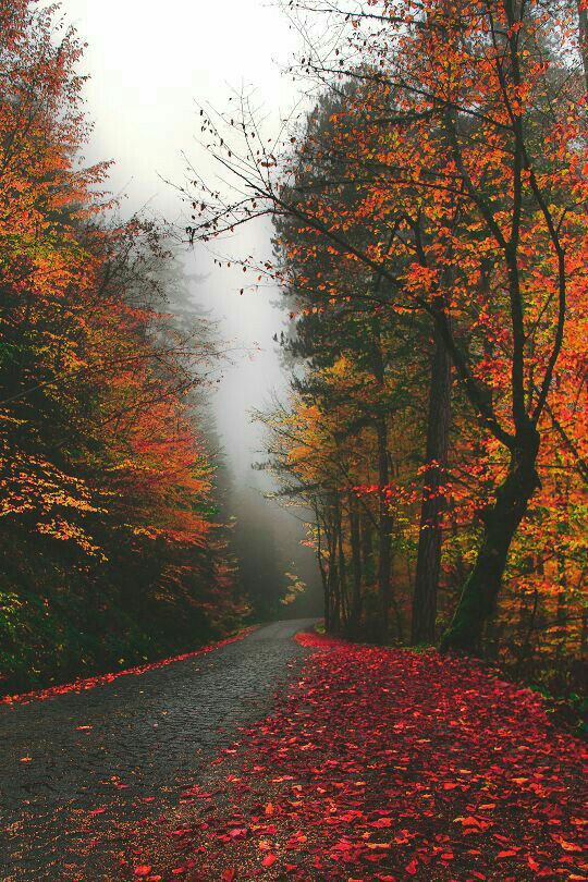BeautyNature___'s tweet photo. Good morning everyone. 
#nature #NaturePhotography https://t.co/129aYG7Lu0