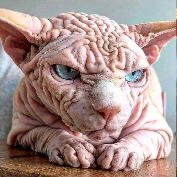 Сфинкс кошка морщинистая. Самая страшная кошка в мире. Морщинистый канадский сфинкс. Канадский сфинкс альбинос. Самый ужасный кот.