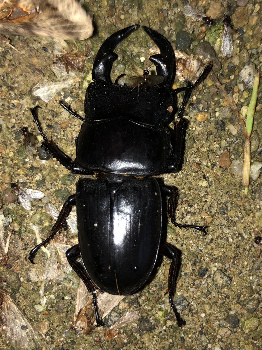 HID お手軽ライトトラップ クワガタ、蛾などに