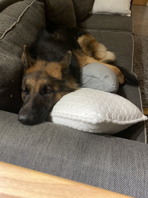 This is one tired pup Miss Moose! #nadianorth https://t.co/UT8p1L23ai<a href="/tag/nadianorth"class="tags">#nadianorth</a>