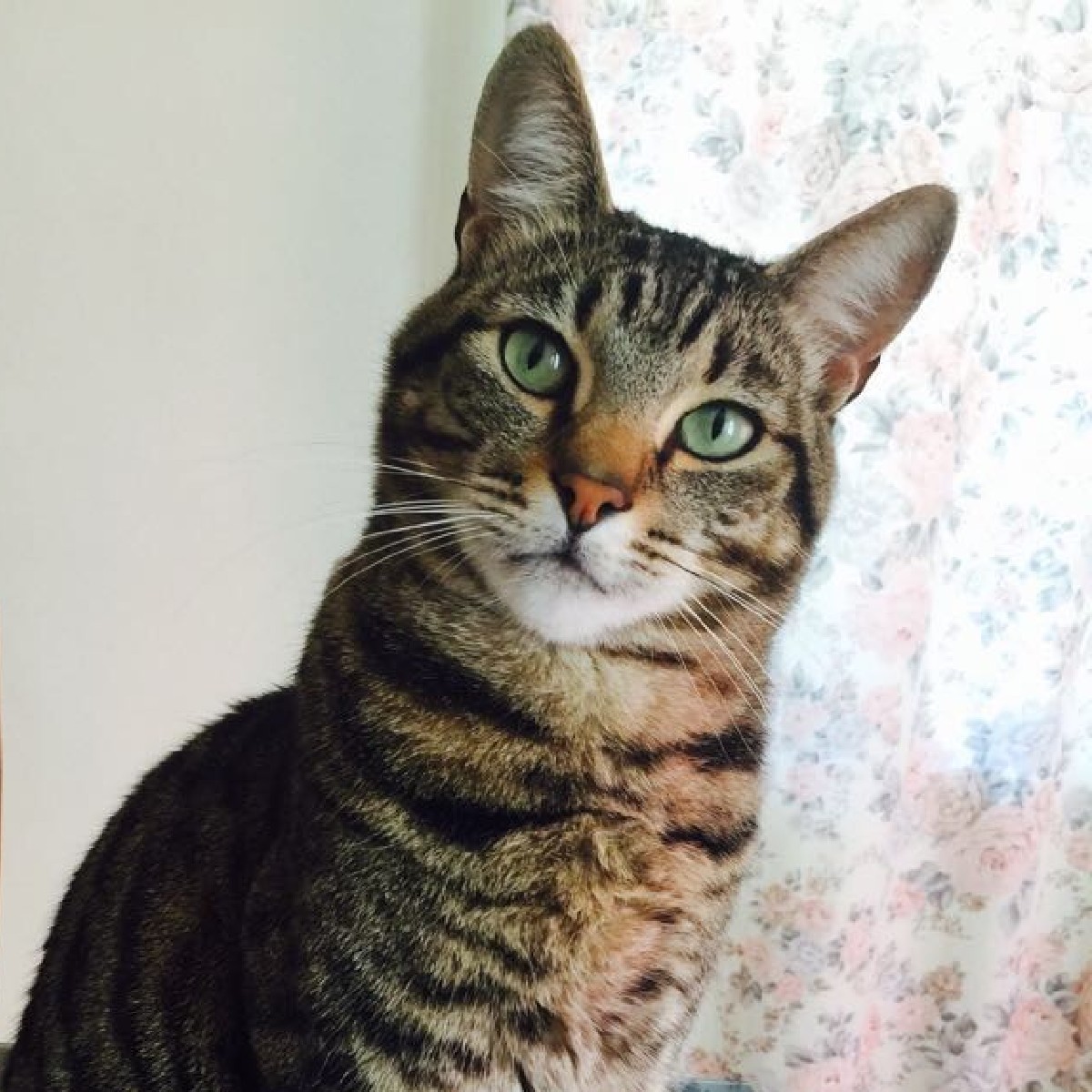 FlowComms's tweet photo. Itβs been a while since we gave the #FlowPets some love. This is a shout-out to our furry companions.
#SaturdayThoughts #Weekend #Pets https://t.co/8CveEgp3Ig