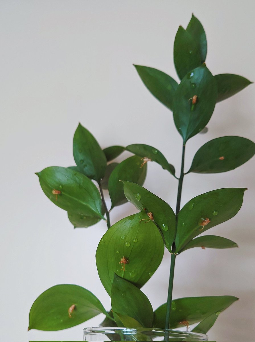 Tkhl Pa Twitter 去年の11月に切り花で買ったのがずっと元気にしているんだけども 名前が分からず どなたかわかりますか 葉っぱの裏に花が咲いて もしかしたら根っこみたいのが出てきてる 植物 植物名前 植物名前教えて 植物のある暮らし