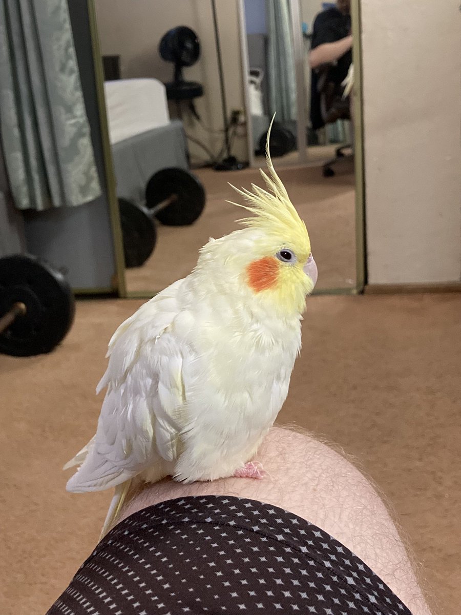 sugartiel's tweet photo. We’re still here! Sometimes human forgets that I have an account when in the thick of it all. Sorry for disappearing frens!! ❤️‍🩹💞 https://t.co/mtd03xFsl1