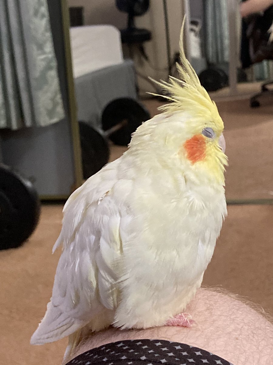 sugartiel's tweet photo. We’re still here! Sometimes human forgets that I have an account when in the thick of it all. Sorry for disappearing frens!! ❤️‍🩹💞 https://t.co/mtd03xFsl1