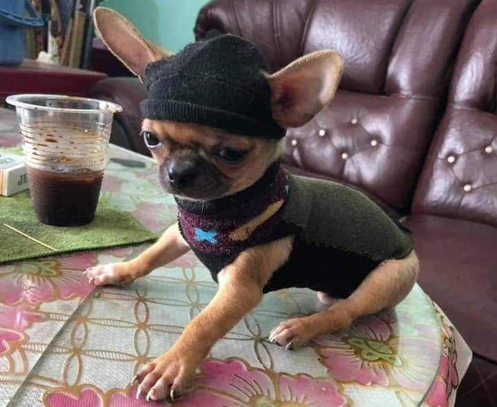 NazareAmarga's tweet photo. doguinho com roupinha de meia https://t.co/28CJ31OaDc