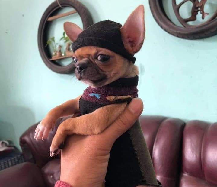 NazareAmarga's tweet photo. doguinho com roupinha de meia https://t.co/28CJ31OaDc