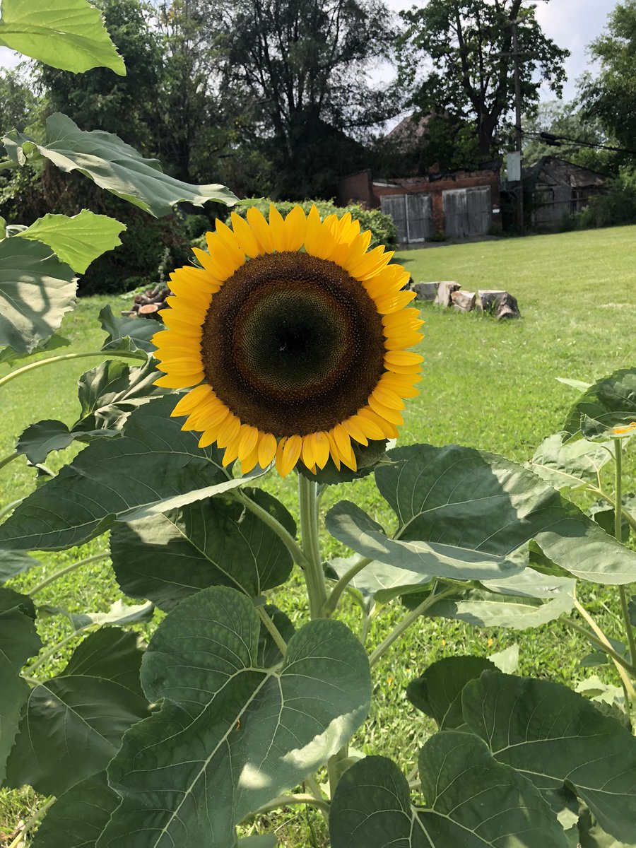 Sunflowers are poppin off in the backlot 🌻🌞🌻🧍🏻‍♀️(me for scale.) Feels bleak sometimes tending this land next to a giant trucking yard and utility parking lot in SW Detroit but I guess that’s also why it feels like a powerful and defiant act of care. Gardening is good medicine
