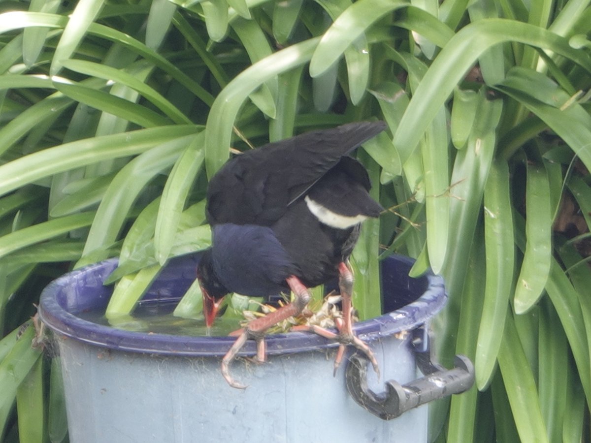 ZeeOneNZ's tweet image. This is an image from a few days ago. The Pukeko looking for bugs in the water. Was funny when it stood on the flower stem and fell in the water, this image was taken just after. #Pukeko rear view! #Bird #Auckland