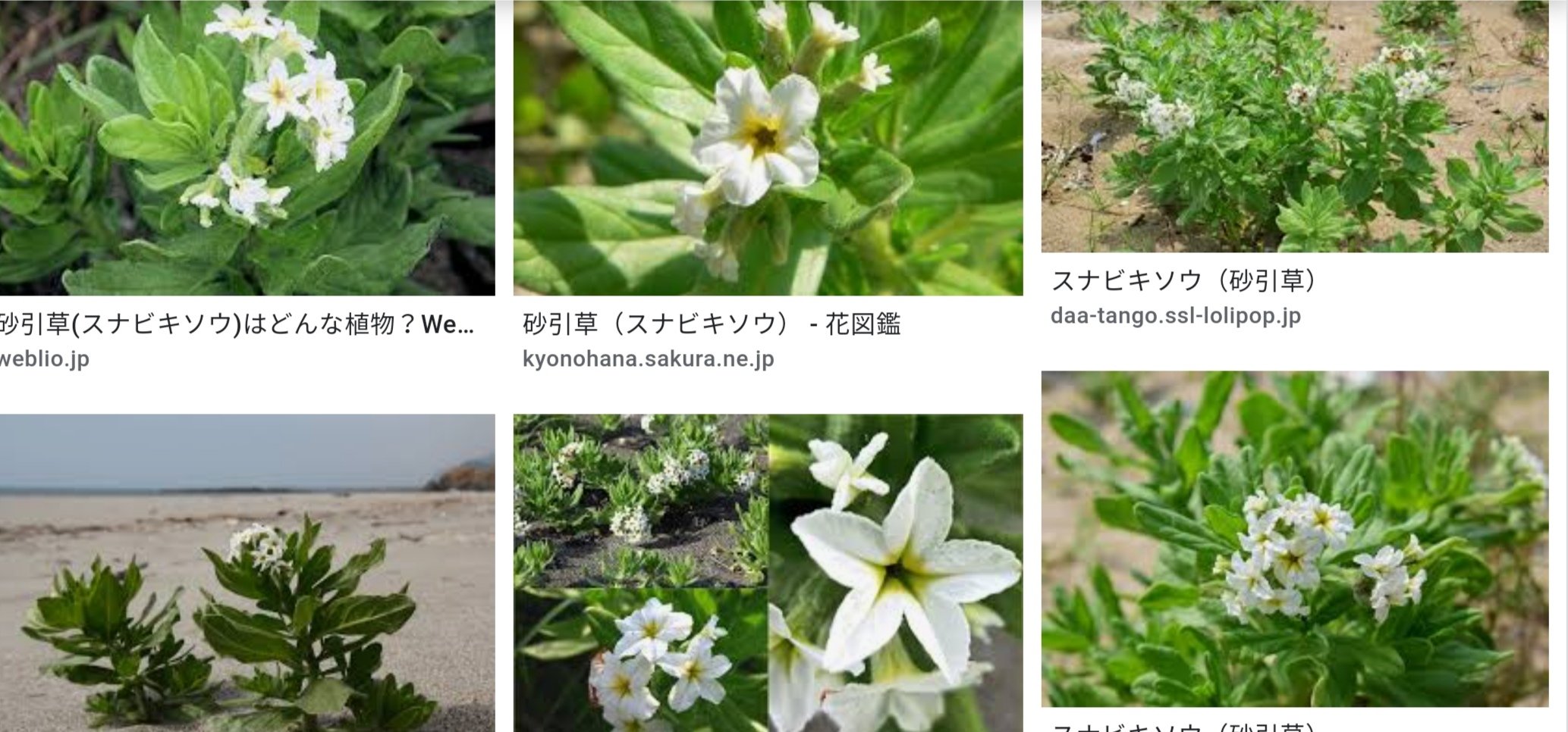 あんミトン もし天道家三姉妹の名前が 植物 要素でも統一されてたとしたら なびき だけ分からない 無理に考えるなら スナビキソウ 砂浜に生える多年草で ちなみに花言葉は 私を愛してください だそう 確かに海辺で潮風にも負けず たくましく生きる