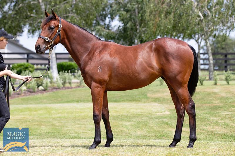 WestburyStud's tweet photo. Impressive debut win by the #Tavistock 3YO #Benczkowski on debut for @busuttin ... owned/bred by @GerryHarveyNZ, he will take plenty of improvement from today's experience #onetowatch https://t.co/OVqKeVD2hu