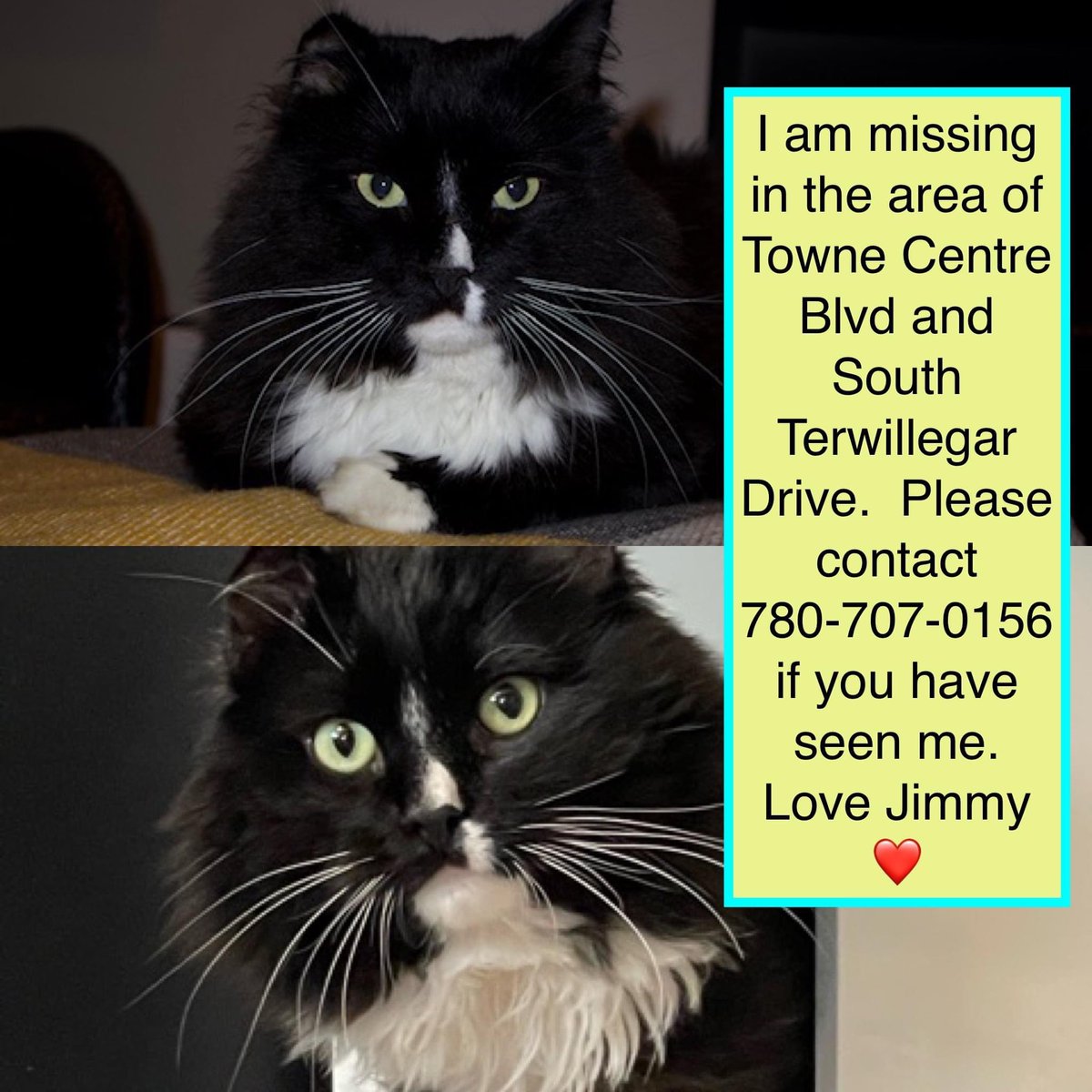 SAFEteamrescue's tweet photo. *MISSING SAFE TEAM KITTY - PLEASE SHARE!*SAFE Team alum, Jimmy, is missing in the area of Towne Centre Boulevard and South Terwillegar Drive in Edm.  Plz contact 780-707-0156 with any info.  And plz share this post.  Thank you for your help! #yegmissingcat #yegmissingpets #yeg https://t.co/aEsZ8LsPME
