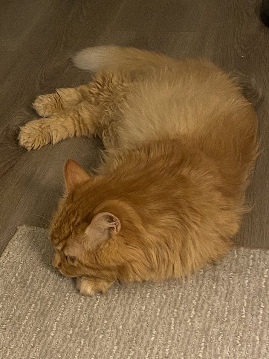 orangeboybobby's tweet photo. I amb in starving. Last meal was almoste 2 hours ago. I yell amd holler and momb and dade say "bobbye yuo must wate to eat until yuo are skim and bones becos we are meen" https://t.co/5rCNNWJAiZ