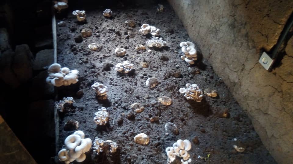 yademrwanda's tweet photo. Umusaruronw'ibyo twakoze watangiye kugaragara. Ibihumyo byiza cyane, byuje ubuziranenge👌👌🇷🇼🇷🇼🇷🇼
Imirimo y'amaboko yacu, should help to eradicate malnutrition. https://t.co/HOyn2m8IwW
